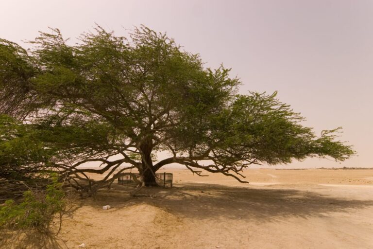 arbre-de-vie-de-bahrein