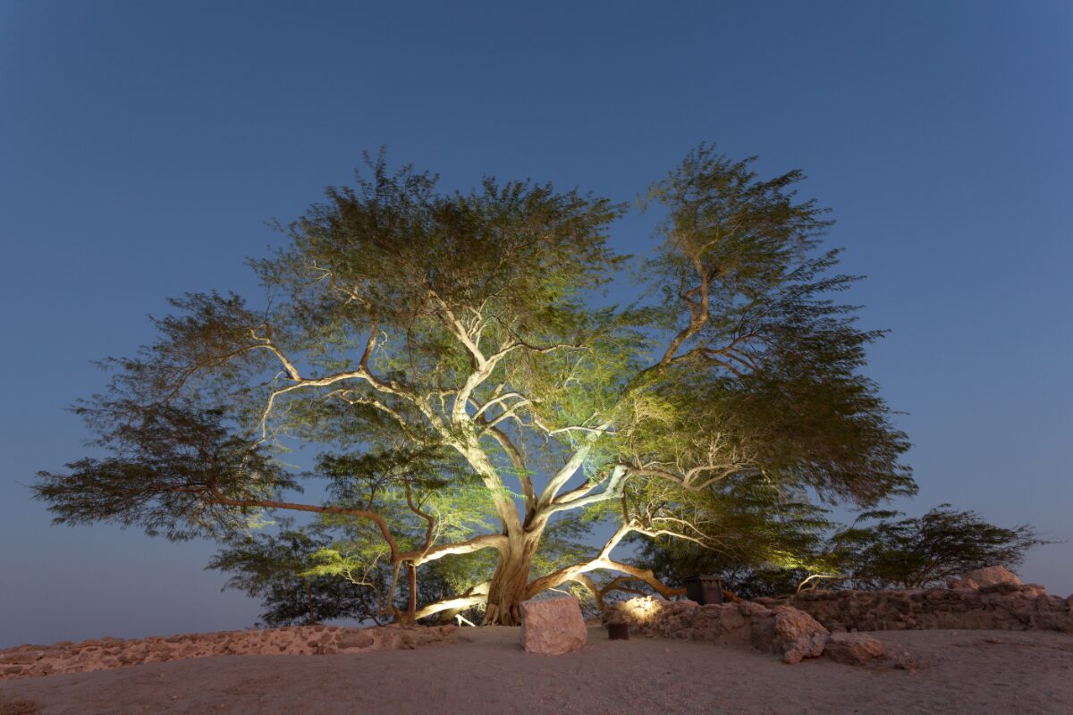 Tree of Life in Bahrain